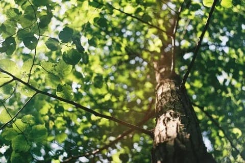 photo-1519567770579-c2fc5436bcf9-480w (1)